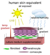 Mimicking the in vivo skin barrier
